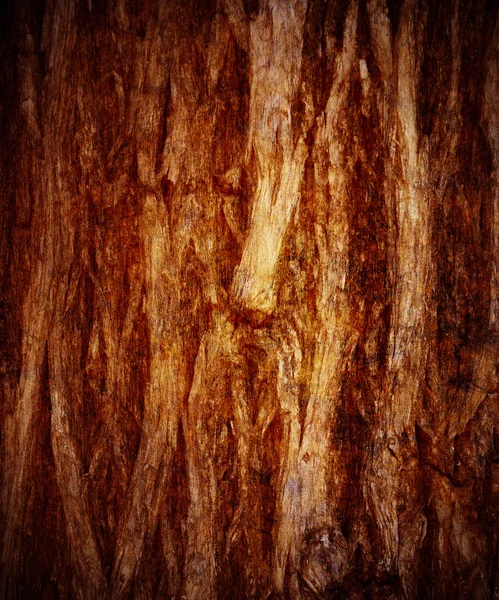 Vieille écorce de l'arbre — Photo