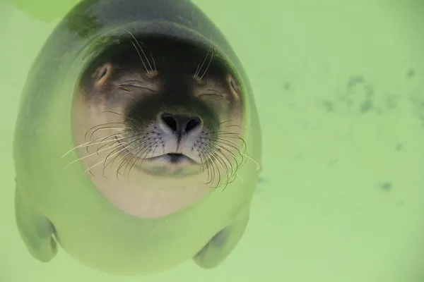 Baby seal — Stock Photo, Image