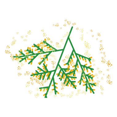 Selvi ağacı: Tozlaştırıcılar için alerjik bitkilerin resimleri.