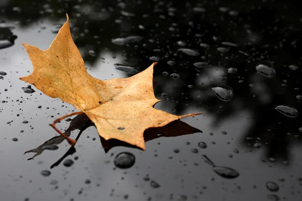 sonbahar yaprak siyah cam zemin üzerine