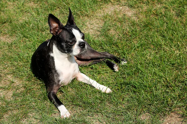Boston terrier bahçesinde döşeme