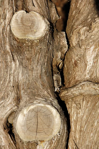 Ağaç kabuğu dokusu