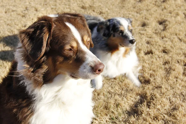 Collie Sunset Stock Photo