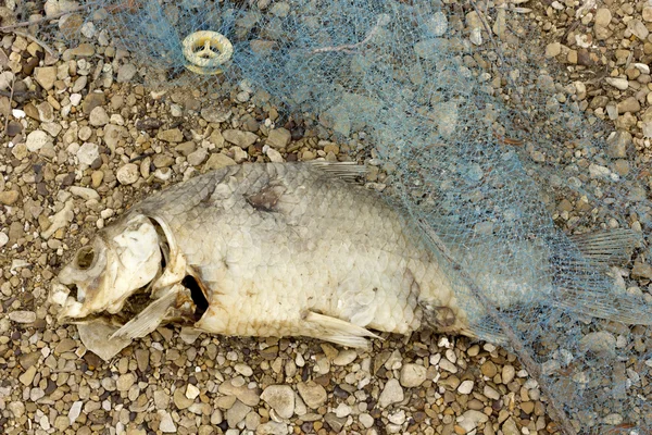 Dead Rotten Fish Pollution — Stock Photo, Image