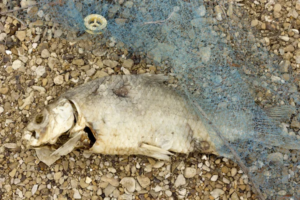 Pollution des poissons morts pourris Images De Stock Libres De Droits