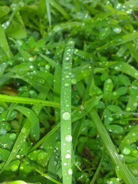 Rain droplets on green grass