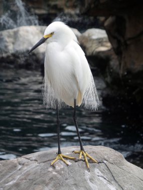 a great bird sitting on a pier and looking for the camera.