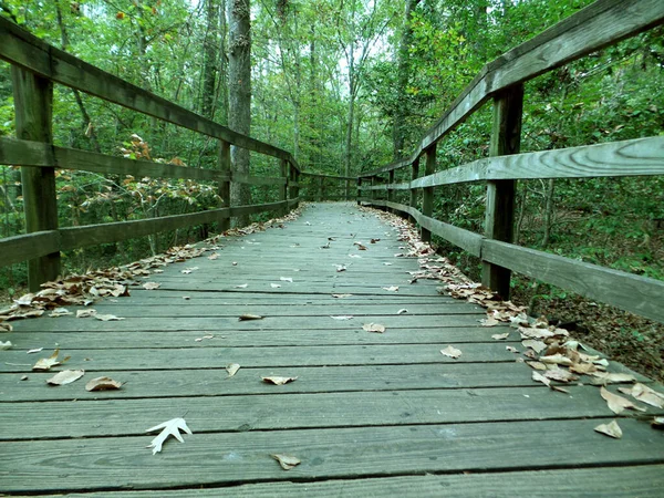 fallen leaves on wooden bridge in the forest