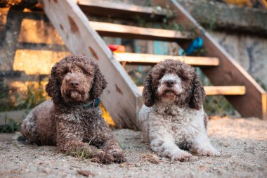 İki safkan lagotto romagnolo köpeği yan yana oturuyor.