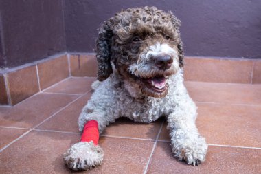 injured dog with bandaged leg clipart