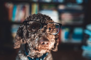 Okuma gözlüğü takan sevimli köpek.