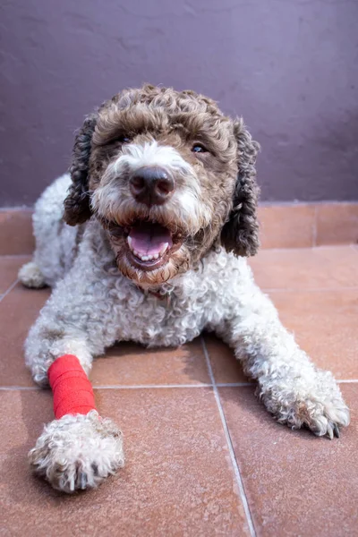 injured dog with red bandage on leg