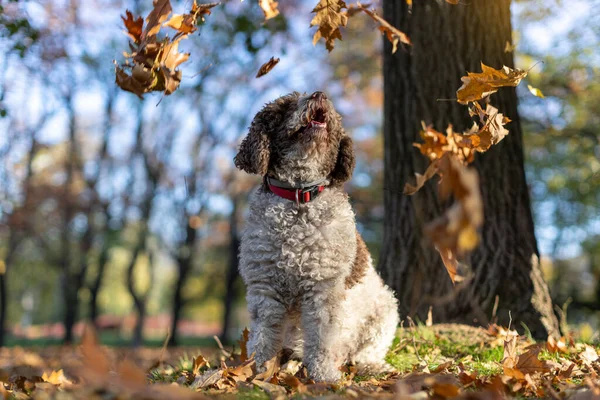 Chien Jouissant Feuilles Automne Tombant Sur Herbe — Photo