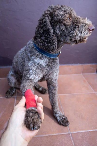 injured dog with bandaged leg putting paw in human palm