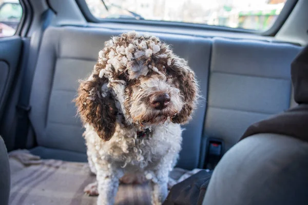 Cão Coberto Neve Banco Trás Carro — Fotografia de Stock