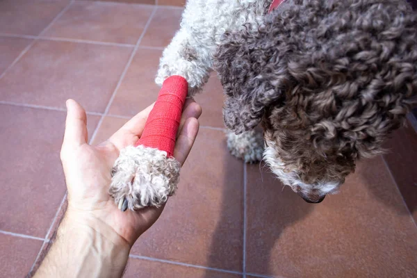 injured dog with bandaged leg putting paw in human palm