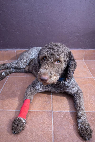 injured dog with bandaged leg