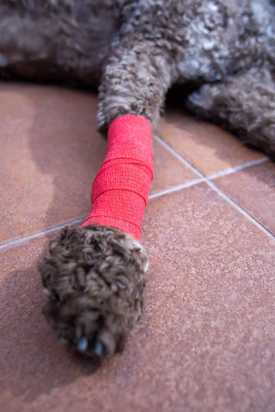 closeup of dog with bandaged leg