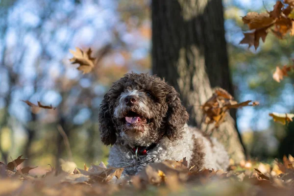 Köpek Güz Yapraklarını Çimenlerin Üzerine Döküyor — Stok fotoğraf