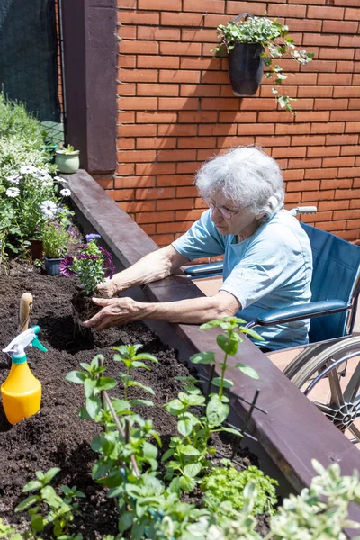 Anciana Silla Ruedas Plantando Flores Pequeña Terraza Jardín — Foto de Stock