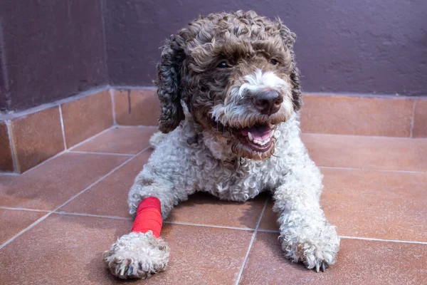 Verletzter Hund Mit Bandagiertem Bein Stockfoto
