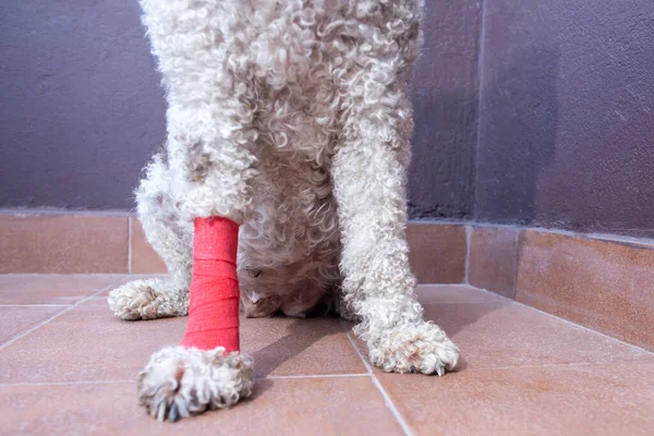 Nahaufnahme Des Verletzten Hundes Mit Bandagiertem Bein Stockbild