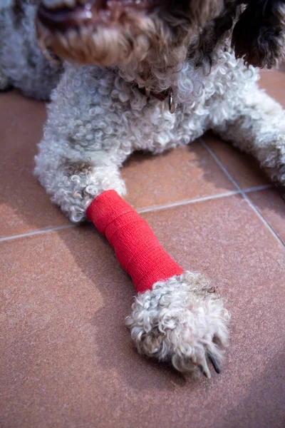 Nahaufnahme Des Verletzten Hundes Mit Bandagiertem Bein lizenzfreie Stockbilder