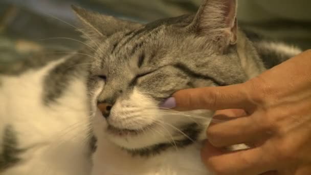 caresser jolie chatte 