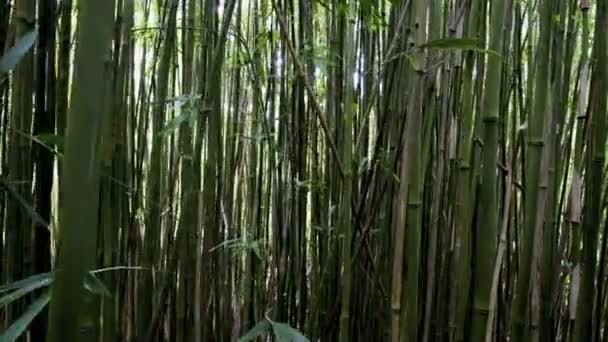 Pan de forêt de bambous — Video