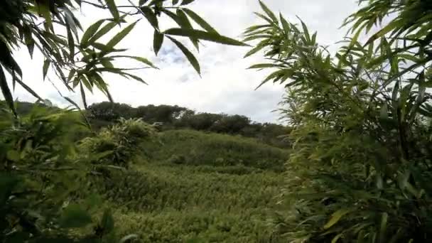Zaman atlamalı bambu ormanı — Stok video