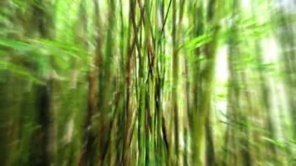 Raggi di luce nella foresta di bambù — Video Stock