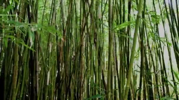 Panela de Floresta de Bambu — Vídeo de Stock