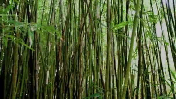 Пан бамбуковому лісі — стокове відео