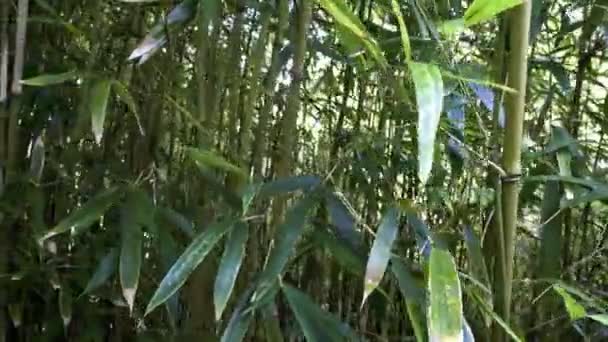 Panela de Floresta de Bambu — Vídeo de Stock