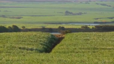 şeker kamışı alan zaman atlamalı