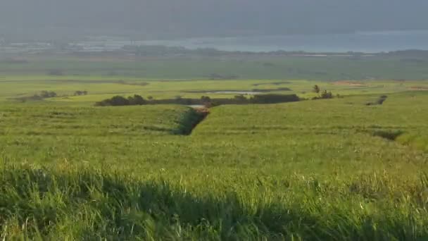 Cana de açúcar tempo de campo lapso — Vídeo de Stock