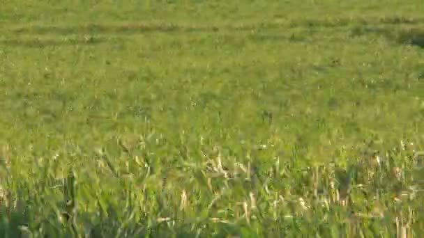 Cana de açúcar tempo de campo lapso — Vídeo de Stock