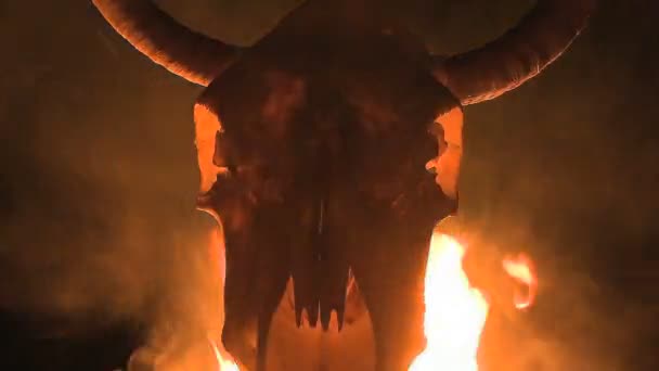 Cow Skull with Flames and Fire — Stock Video