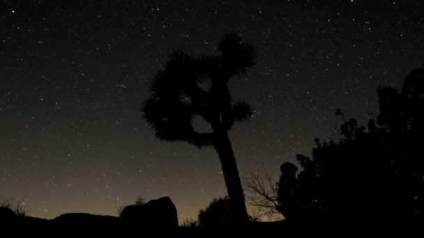 Árbol del desierto en la noche con Starlapse — Vídeos de Stock