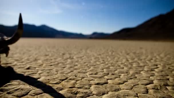 Pan i öknen golvet med ko skalle - death valley — Stockvideo