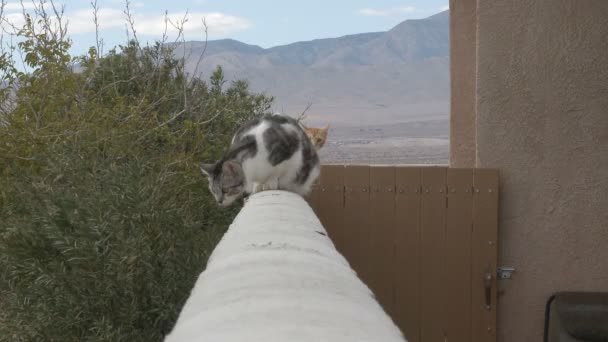 栅栏上的猫 — 图库视频影像