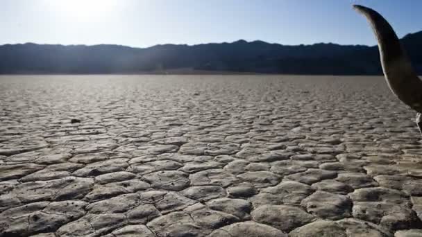 Pan van woestijn vloer met koe schedel - death valley — Stockvideo