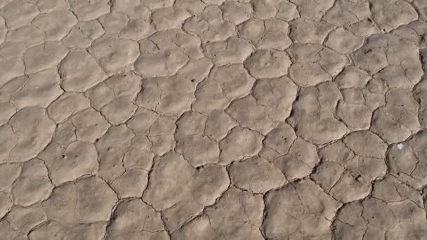 砂漠の床 - 死の谷にスカルのパン — ストック動画