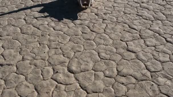 Pan de cráneo en el desierto - Valle de la Muerte — Vídeo de stock