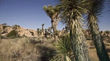 Pan Bush joshua tree national Park