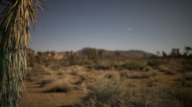 zaman sukut pan gece yucca bitkisinin