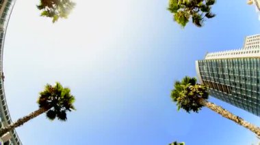 california tropikal palmiye ağaçları sürüş