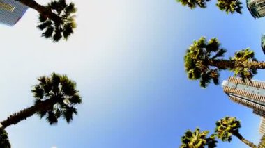 california tropikal palmiye ağaçları sürüş