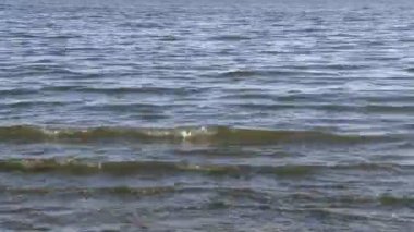 salton Denizi california - Mayıs 2012