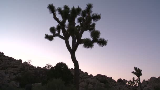 Tijdspanne van joshua tree bij zonsondergang — Stockvideo